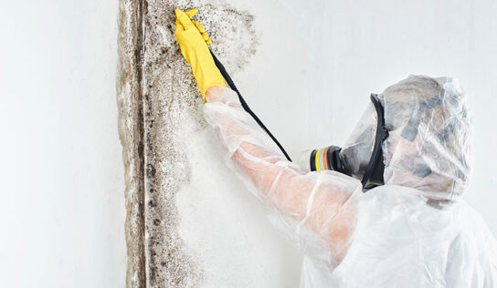 ¿Cómo eliminar el moho de tus paredes?