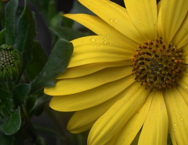 Flors Gessamí lanza nueva colección de primavera a partir del 20 de marzo e invierte las ayudas europeas en mejorar su presencia avanzada