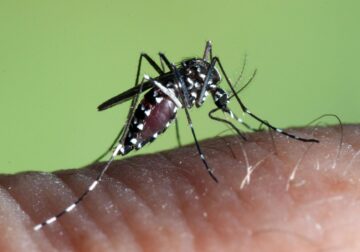 Los mosquitos adelantan su llegada y obligan a reforzar los planes de prevención y control de plagas