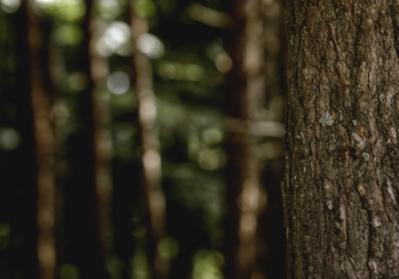 Grup Boix alerta sobre el riesgo de incendios y reivindica la gestión forestal con la llegada del invierno