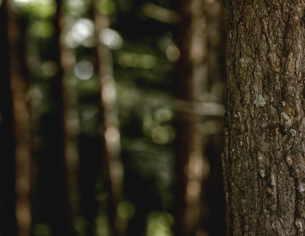 Grup Boix alerta sobre el riesgo de incendios y reivindica la gestión forestal con la llegada del invierno