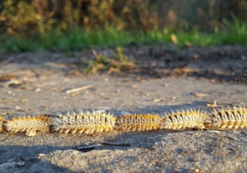 El viento dispara la alerta por procesionaria: veterinarios atienden cada vez más casos en perros tras los últimos temporales