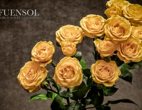 Fuensol conmemora dos décadas de trayectoria en el sector funerario con el lanzamiento de nuevos planes de planificación anticipada y renovación digital