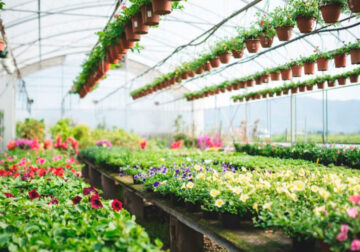 Conoce todos los servicios que puede ofrecerte un vivero