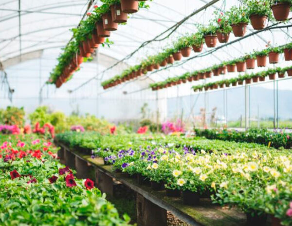 Conoce todos los servicios que puede ofrecerte un vivero