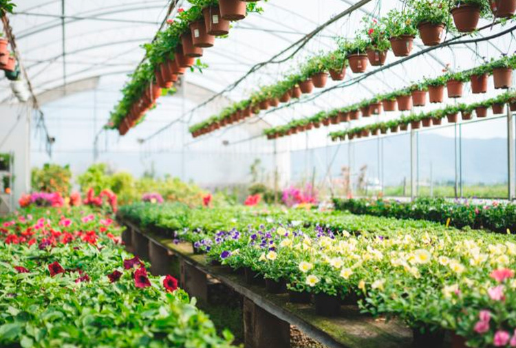 Conoce todos los servicios que puede ofrecerte un vivero