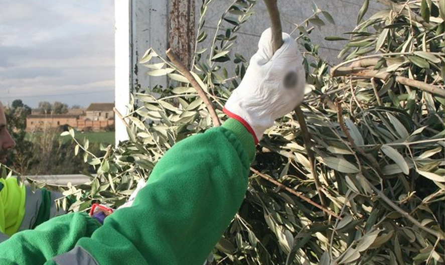 Limpieza: el complemento que potencia la poda Limpieza: el complemento que potencia la poda