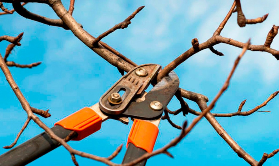 Técnicas actuales para una poda eficiente Técnicas actuales para una poda eficiente